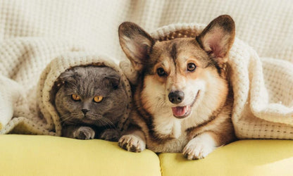 Cat and dog under a blanket on a yellow couch