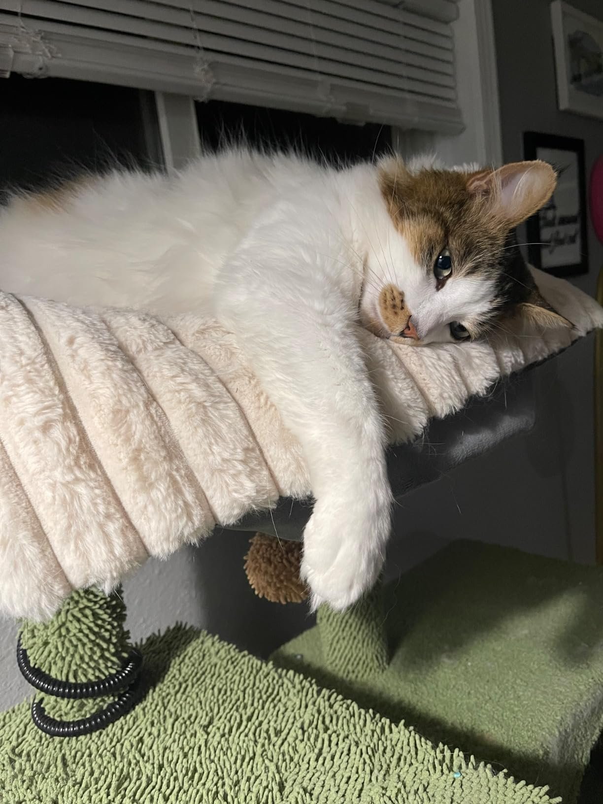 Cat lounging on a cat tree with a green rug below