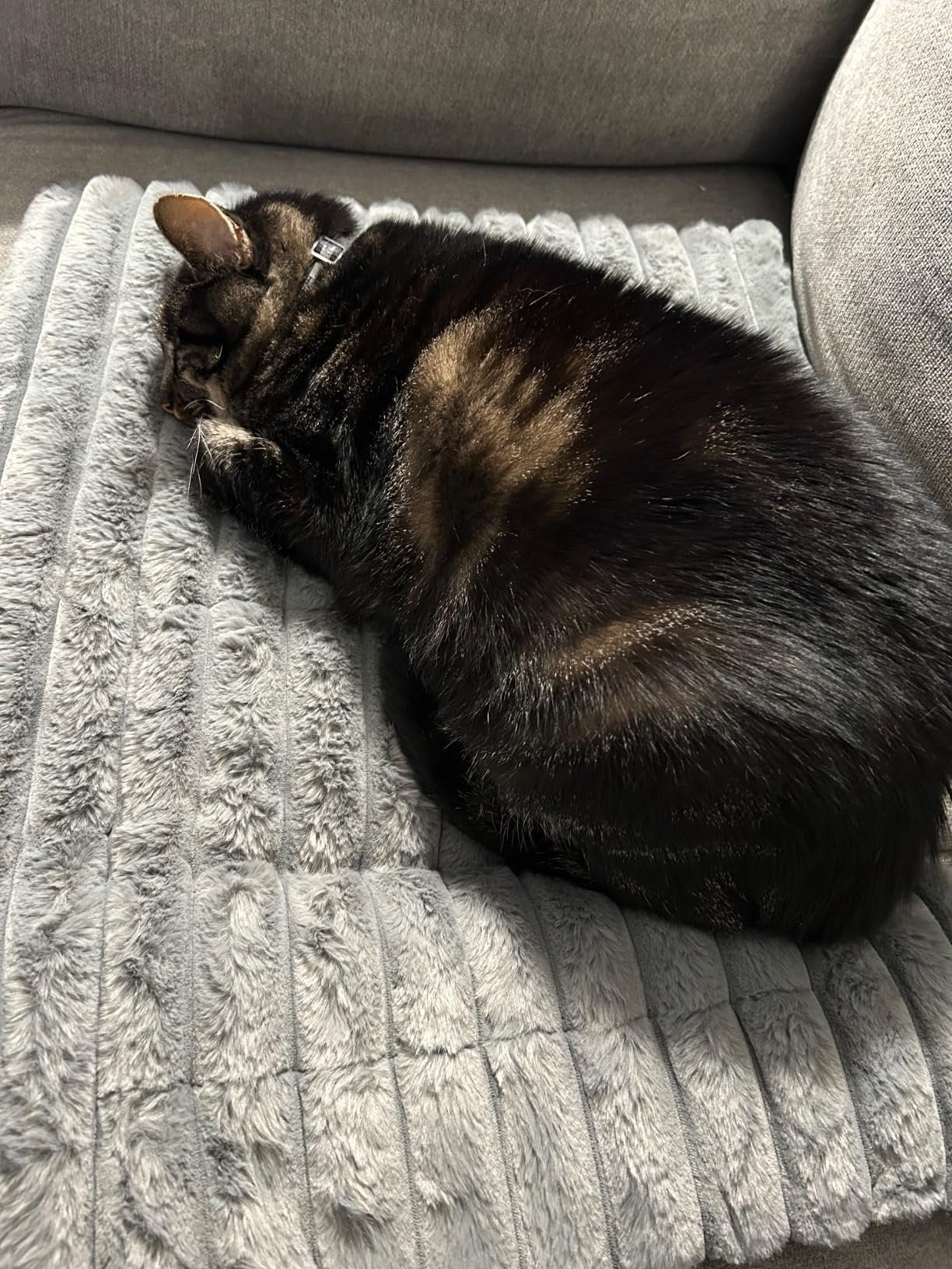 Cat sleeping on a textured gray surface