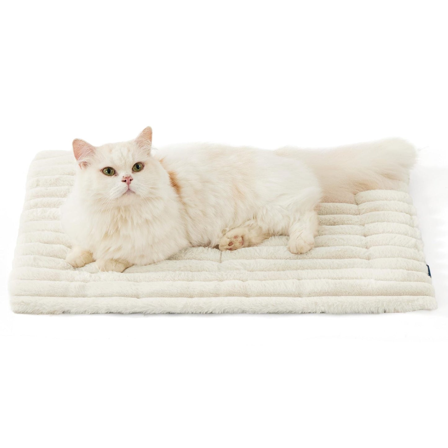 White cat lying on a plush white pet bed against a white background